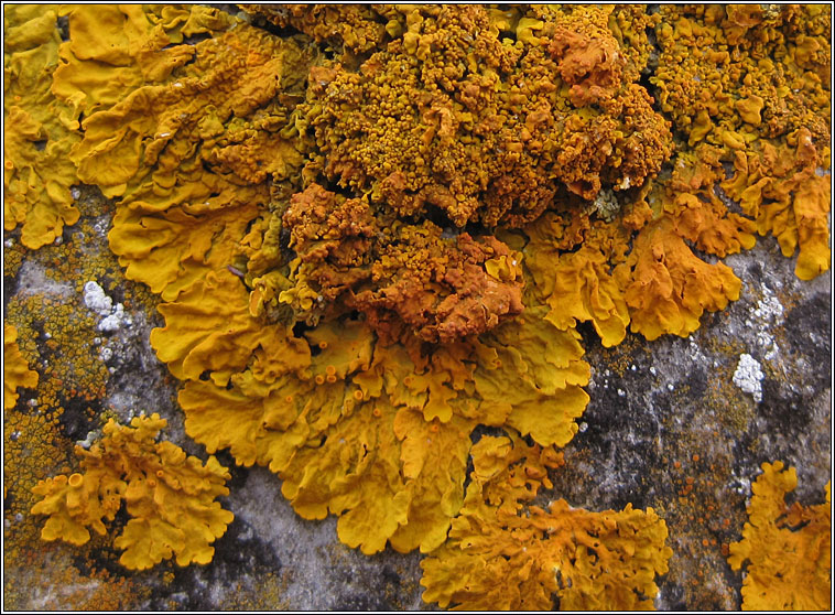 Xanthoria calcicola