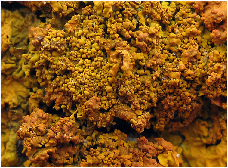 Xanthoria calcicola