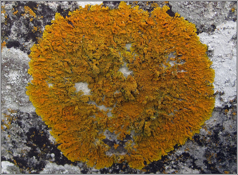 Xanthoria calcicola