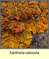 Xanthoria calcicola