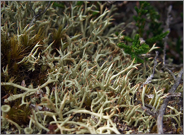 Cladonia uncialis subsp biuncialis