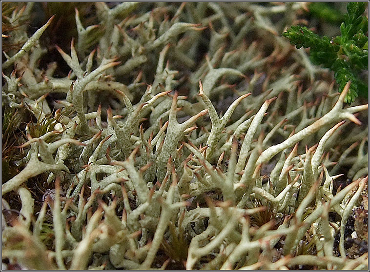 Cladonia uncialis subsp biuncialis