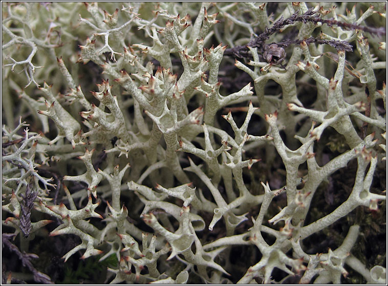 Cladonia uncialis subsp biuncialis