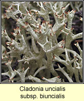 Cladonia uncialis biuncialis