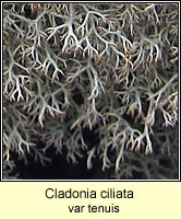 Cladonia ciliata var tenuis