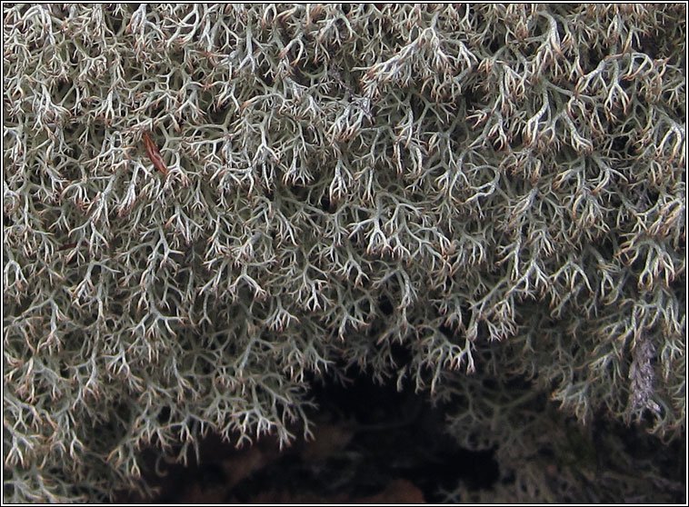 Cladonia ciliata