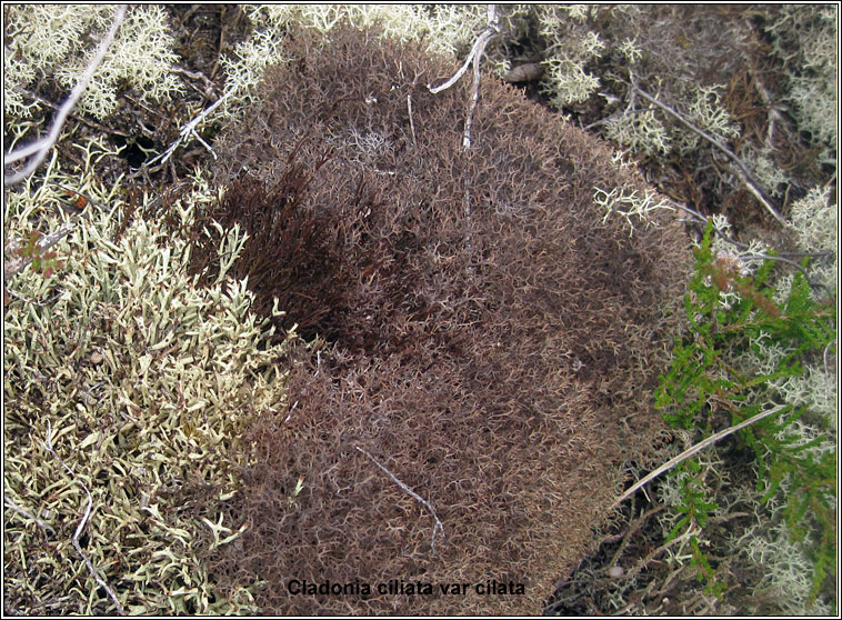 Cladonia ciliata var. ciliata