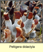 Peltigera didactyla