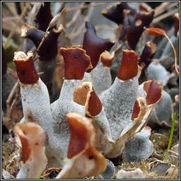 Peltigera didactyla