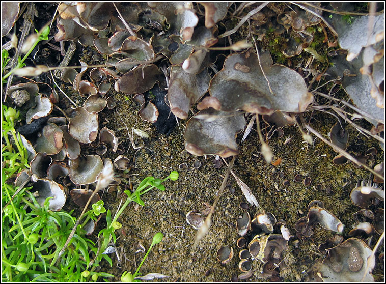 Peltigera didactyla