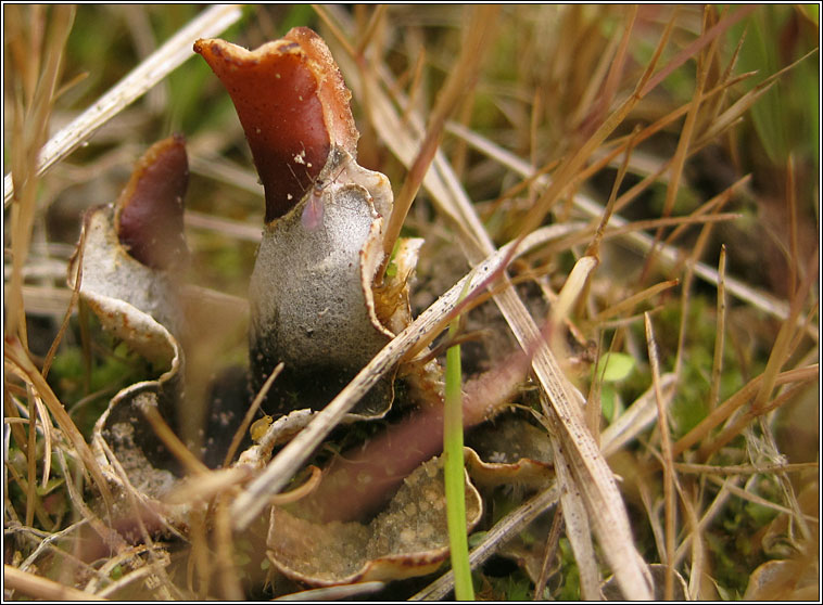 Peltigera didactyla
