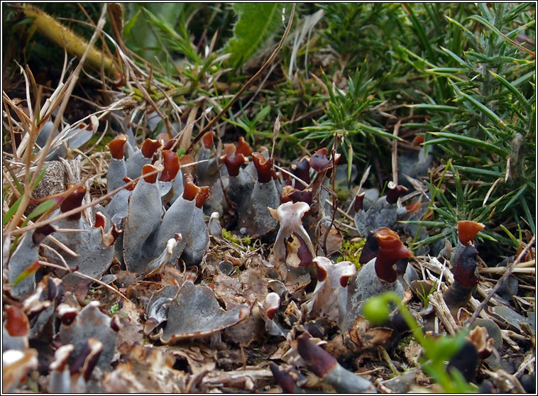 Peltigera didactyla