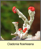 Cladonia floerkeana