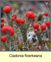 Cladonia floerkeana