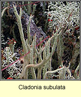 Cladonia subulata