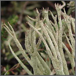 Cladonia subulata