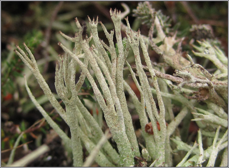 Cladonia subulata