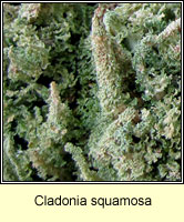 Cladonia squamosa