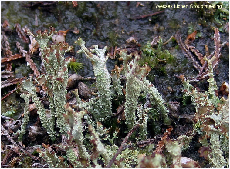 Cladonia squamosa (heathland form)