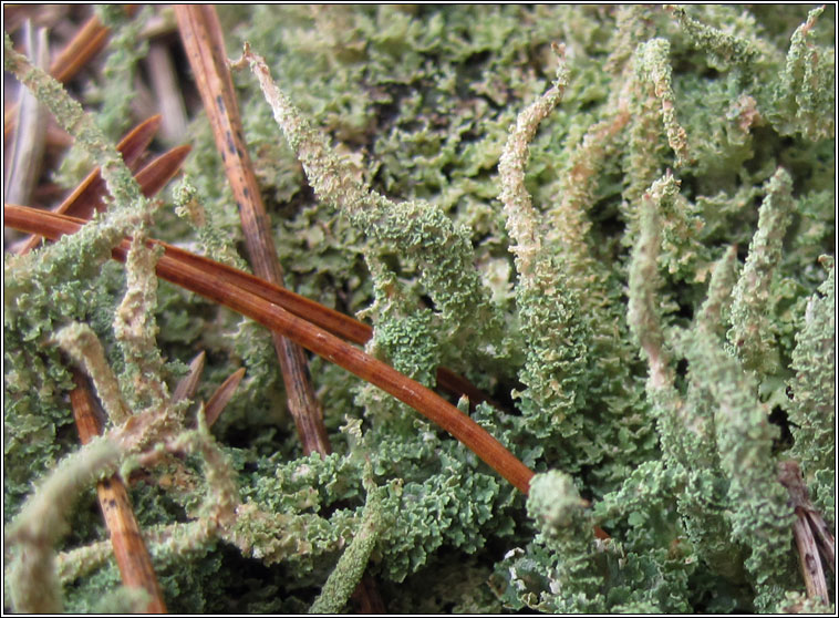 Cladonia squamosa