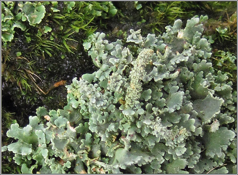 Cladonia squamosa