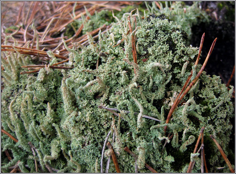 Cladonia squamosa