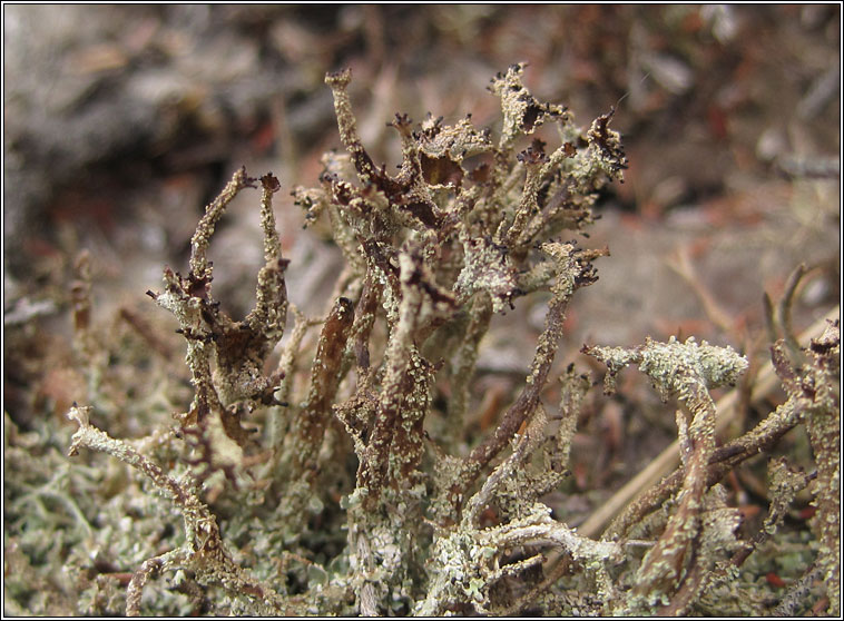 Cladonia squamosa var. subsquamosa