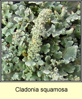 Cladonia squamosa