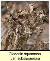 Cladonia squamosa var subsquamosa