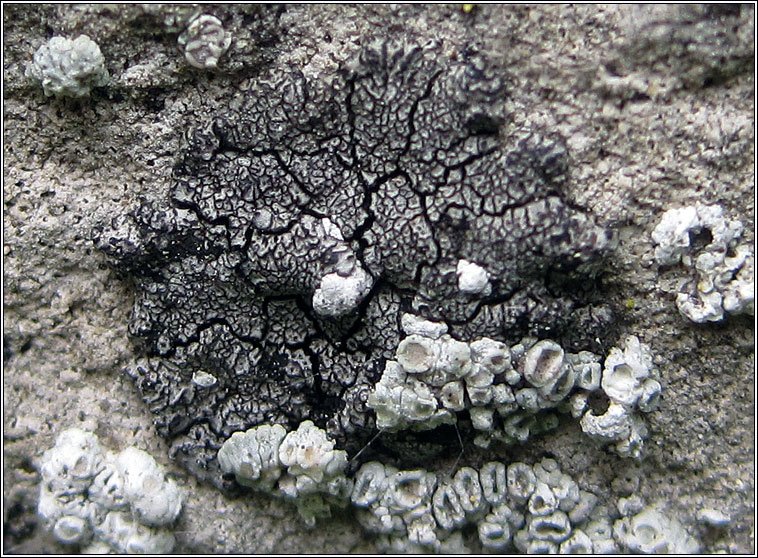 Placopyrenium fuscellum