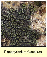 Placopyrenium fuscellum