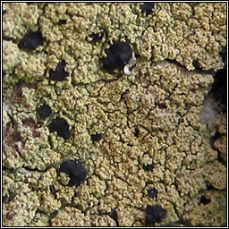 Pyrrhospora quernea