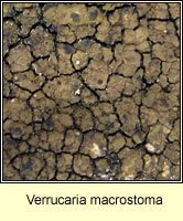 Verrucaria macrostoma