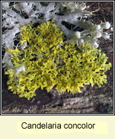 Candelaria concolor