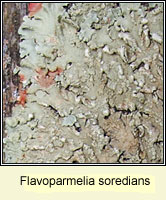 Flavoparmelia soredians