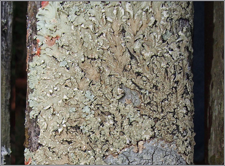 Flavoparmelia soredians