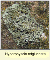 Hyperphyscia adglutinata