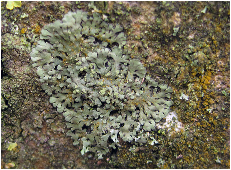 Hyperphyscia adglutinata