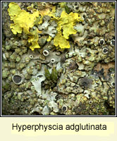 Hyperphyscia adglutinata