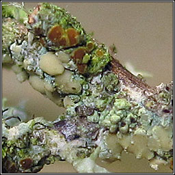 Lecanora symmicta