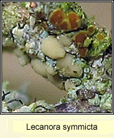 Lecanora symmicta