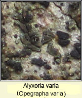 Alyxoria varia (Opegrapha varia)