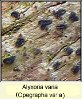 Alyxoria varia (Opegrapha varia)