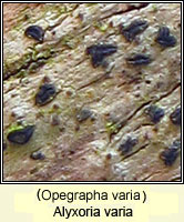 Opegrapha varia