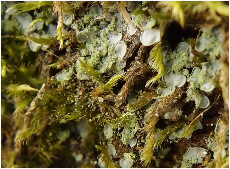 Normandina pulchella