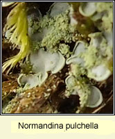 Normandina pulchella