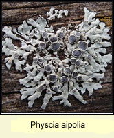 Physcia aipolia