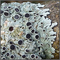 Physcia aipolia