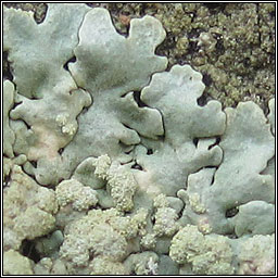 Physcia tribacioides