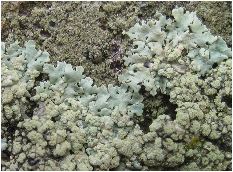 Physcia tribacioides